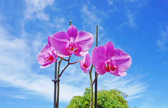 Beautiful fuchsia orchids in the sun on a blue sky background. Flowers. Gardening concept.  - Powered by Adobe