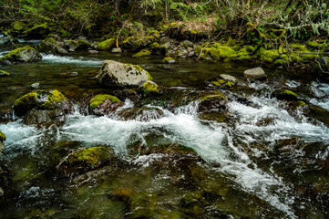 Fototapeta na wymiar Rocky Brook flows out of the Olympic National Park near Dosewallips State Park in Washington's Olympic Peninsula