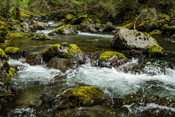 Naklejka na ściany i meble Rocky Brook flows out of the Olympic National Park near Dosewallips State Park in Washington's Olympic Peninsula