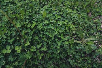 green grass with three leaves