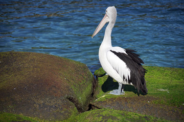 View of a wild Australian Pelican water bird on a rock in the Sydney Harbour, Australia