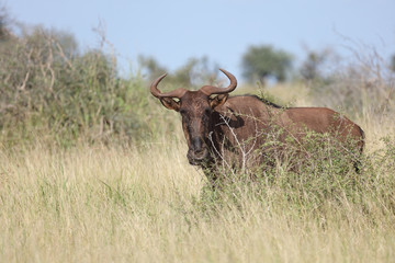 Streifengnu / Blue wildebeest / Connochaetes taurinus