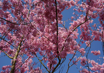 cherry blossoms on a background of blue sky (sakura)
