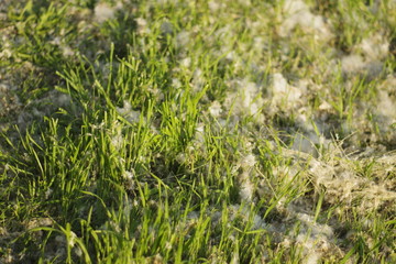 nature and grass