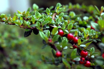 red berries on branch