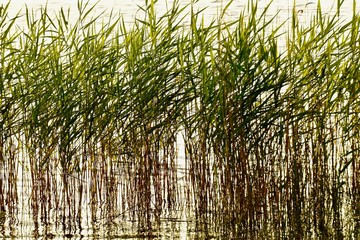 Fototapeta premium reeds in the water