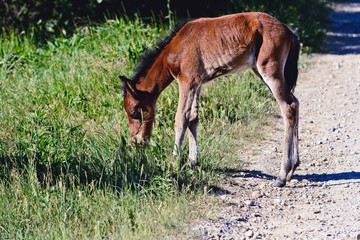 Naklejka na ściany i meble A little foal grazes and eats grass in a meadow in a sunny day.