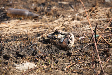 Charred sneakers lying on the fumes after a fire of grass fire. Consequences of a catastrophe. Spring tan green cover. Danger of fire. Destruction of life and pollution. Problems of civilization