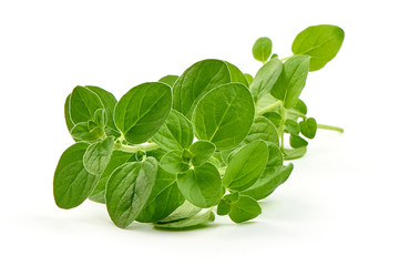 Fresh marjoram herb or oregano, close-up, isolated on white background