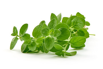 Fesh sweet marjoram herb, close-up, isolated on white background