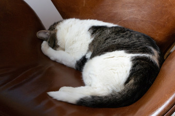 sleeping cat on a chair