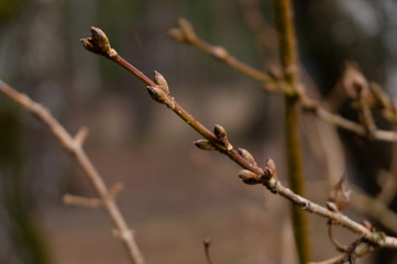 branch with buds in early spring