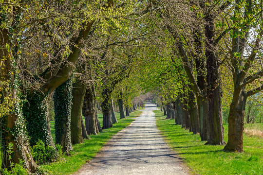 Allee