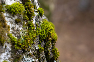 moss on the tree