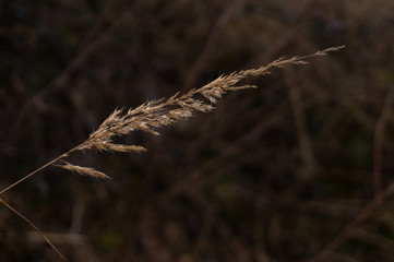 Fototapeta premium spike in the field close-up