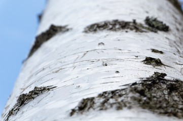 the trunk of the tree, birch