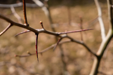 shrub with prickly branches