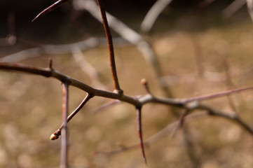 shrub with prickly branches