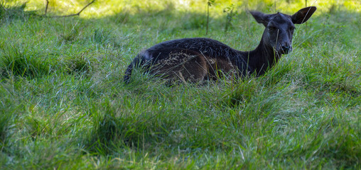 Reh auf einer Lichtung
