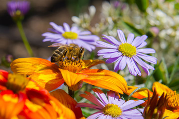 European honey bee (Apis mellifera) collecting nectar from garden flowers