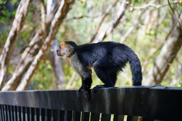 A white-headed capuchin monkey (cebus capucinus) on a fence  in Peninsula Papagayo, Guanacaste, Costa Rica