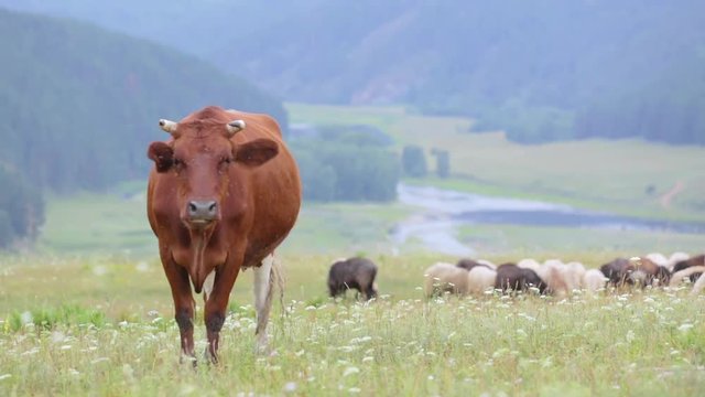 Brown cow grazes in a meadow. Close-up, front view. A flock of sheep. Village in the valley of the river. Mountains and hills in the background