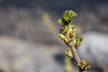 Young branch currant with buds and leaves.
