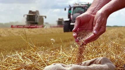 Wheat grain in a hand after good harvest of successful farmer, in a background agricultural machinery combine harvesters and tractor working on field, slow motion