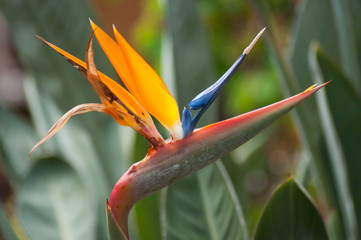 closeup of paradise bird flower in a tropical garden