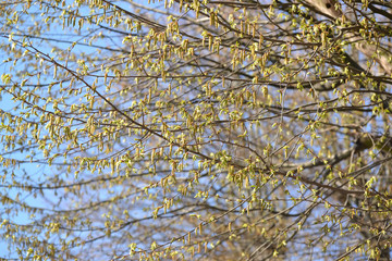 The blossoming hornbeam ordinary (Carpinus betulus L.)