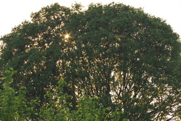 tree and sun
