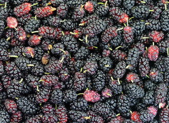 Ripe mulberries background. Mulberry - Morus - healthy fruit close up background.