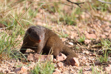 Südliche Zwergmanguste / Dwarf mongoose / Helogale parvula