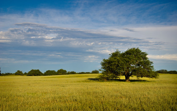 &aacute;rbol de cald&eacute;n en un campo sembrado con fondo de cielo azul