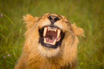 Beautiful Lion Caesar in the golden grass of Masai Mara, Kenya