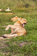 Beautiful Lion Caesar in the golden grass of Masai Mara, Kenya