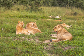 Beautiful Lion Caesar in the golden grass of Masai Mara, Kenya