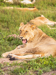 Beautiful Lion Caesar in the golden grass of Masai Mara, Kenya