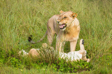 Beautiful Lion Caesar in the golden grass of Masai Mara, Kenya