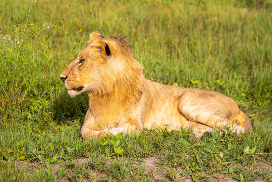 Beautiful Lion Caesar in the golden grass of Masai Mara, Kenya