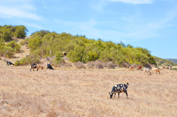 Amazing herd of goats grazing in the hills of Karpas Peninsula in the Turkish part of Cyprus. This remote region of Northern Cyprus is an off the beaten track destination with almost no tourists. 