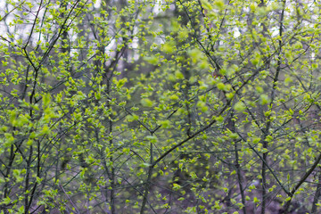 Fototapeta na wymiar Young green foliage on branches in the forest on a sunny warm spring day
