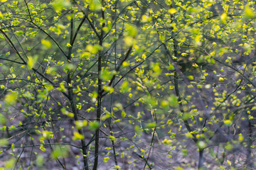 Young green foliage on branches in the forest on a sunny warm spring day