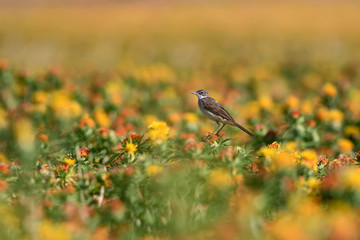 Colorful flowers. Plant: Carthamus Tinctorius. Colorful field. Nature background. 