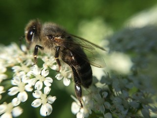 bee on flower