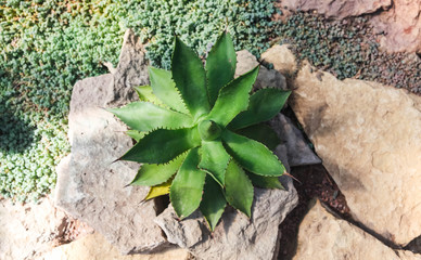 Isolated close-up of a succulent cactus on a sunny day.