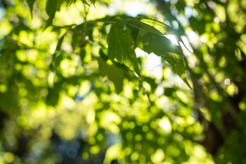 Fototapeta na wymiar Green leaves with sunlight