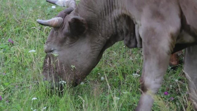 Black cow grazes in a meadow. Side view, close-up. Mountain country landscape.