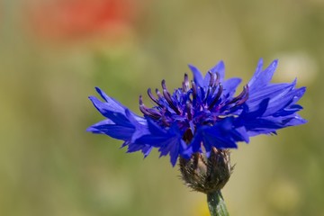 Kornblume 11