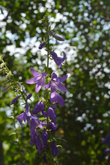 Violet bellflower on blurred background of trees. Flowers in garden.